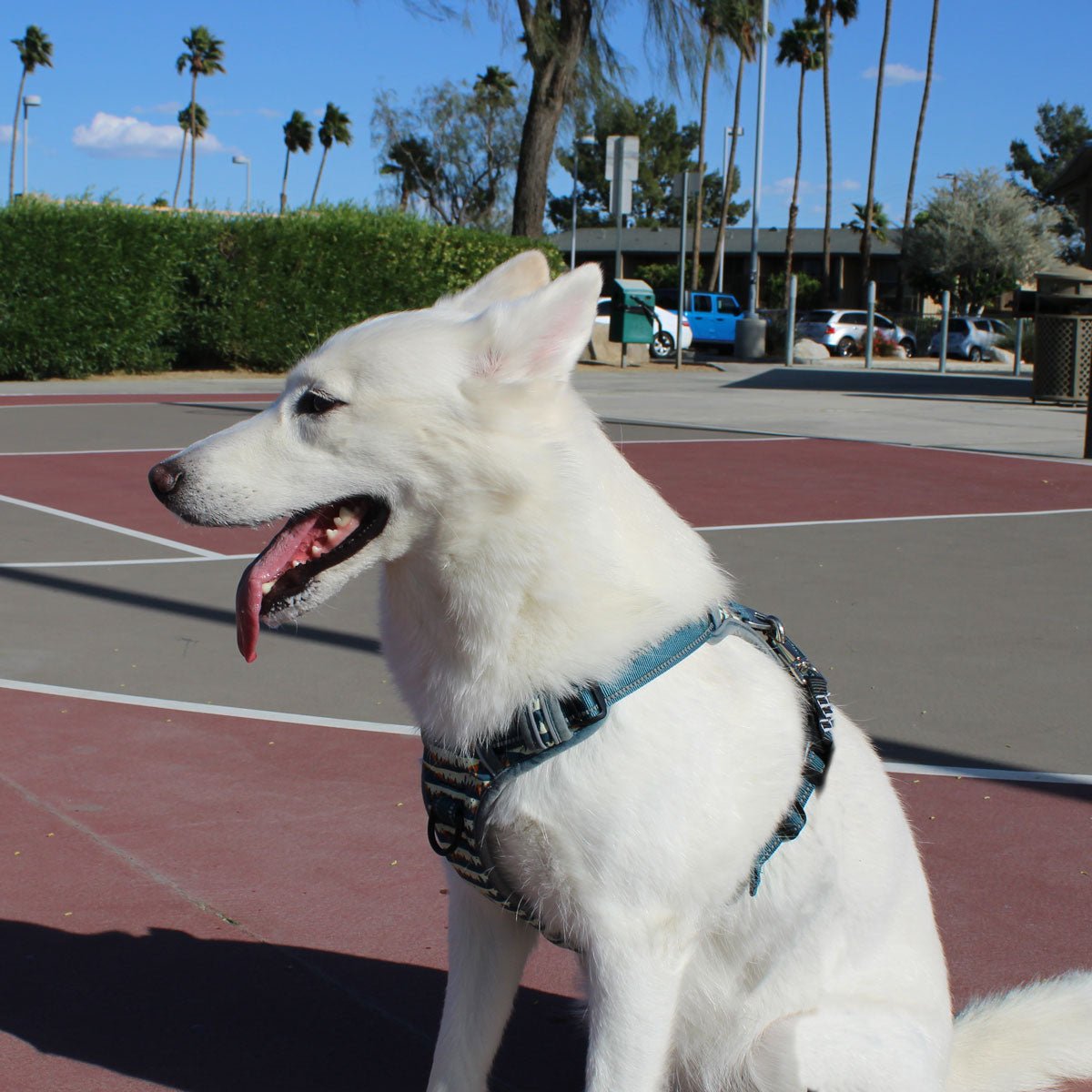 Dog Running Guide: How to Start, Train & Stay Safe when running with your Dog - Animals Matter, Inc.
