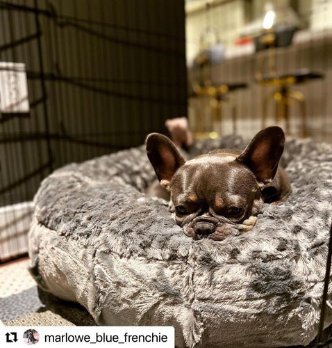 How to Get Your Dog to Love Their Dog Crate - Animals Matter, Inc.