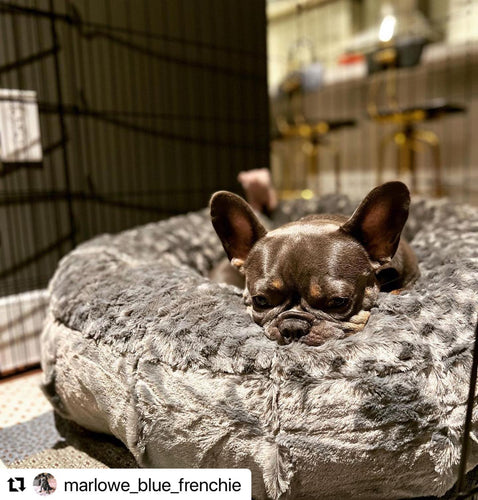 How to Get Your Dog to Love Their Dog Crate - Animals Matter, Inc.
