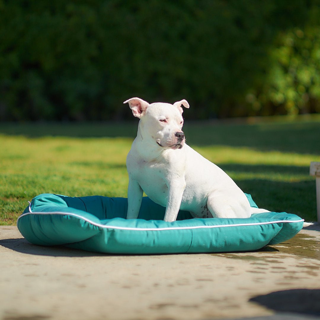 Understanding and Managing Dogs with Hip Dysplasia - Animals Matter, Inc.