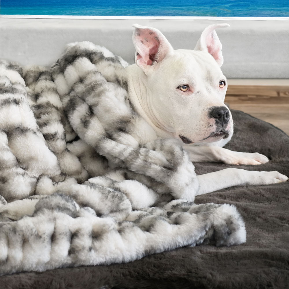 Animals Matter Featured on Redfin: Designing a Companion-Friendly Luxury Home