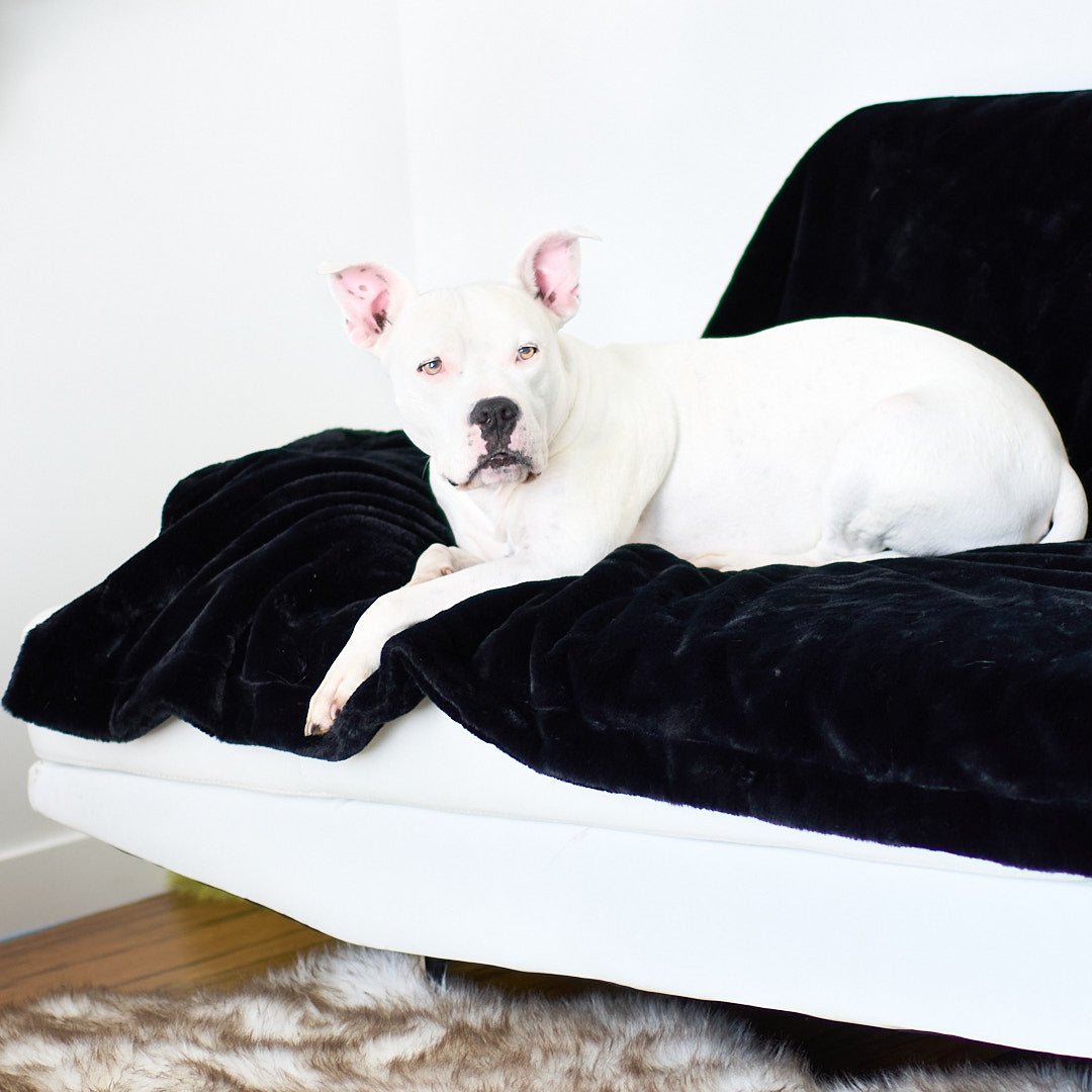 A dog named Hudson is relaxing on his luxurious black blanket made by Animals Matter