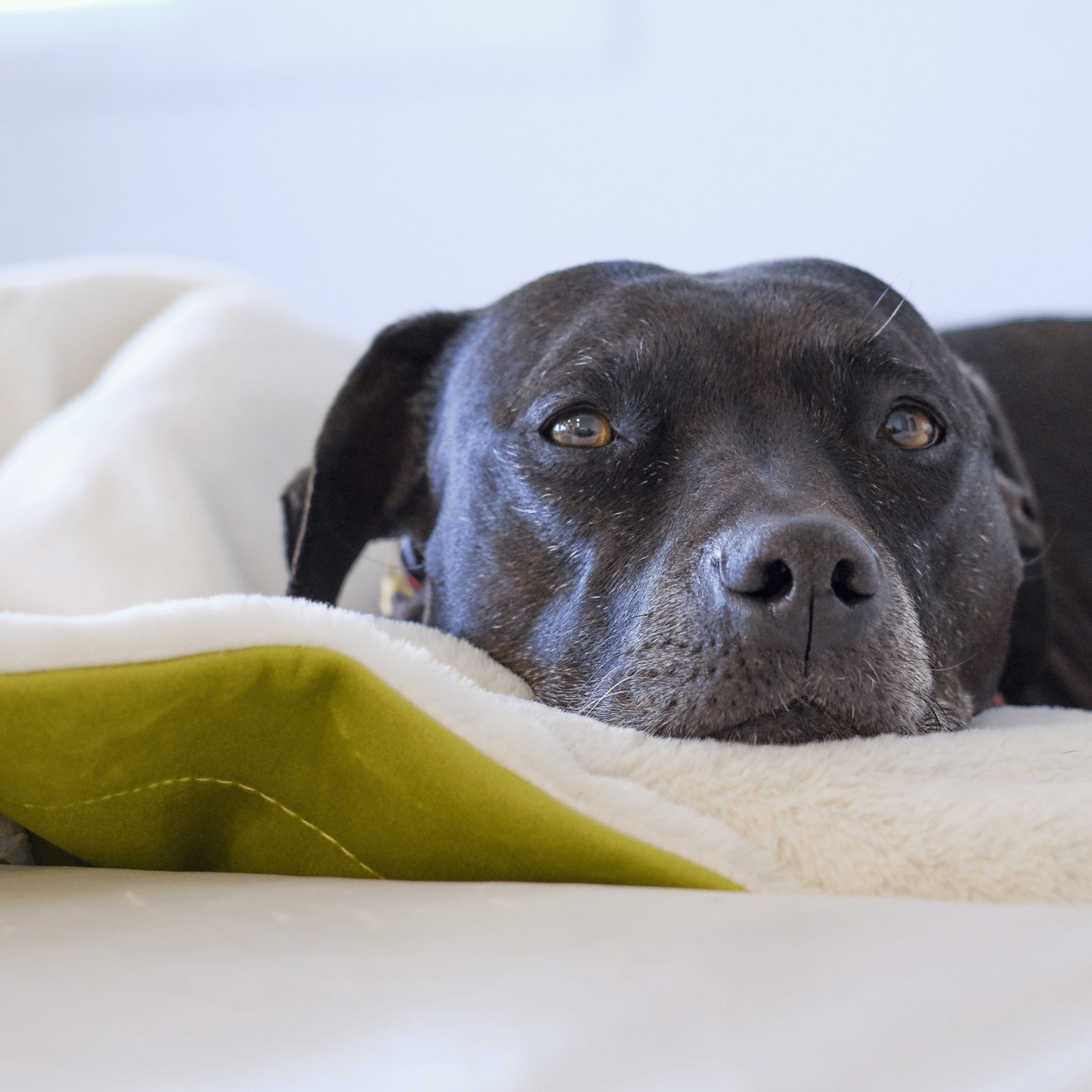 Effective Solutions for Canine Incontinence: Identifying Causes and Best Treatments - Animals Matter, Inc.