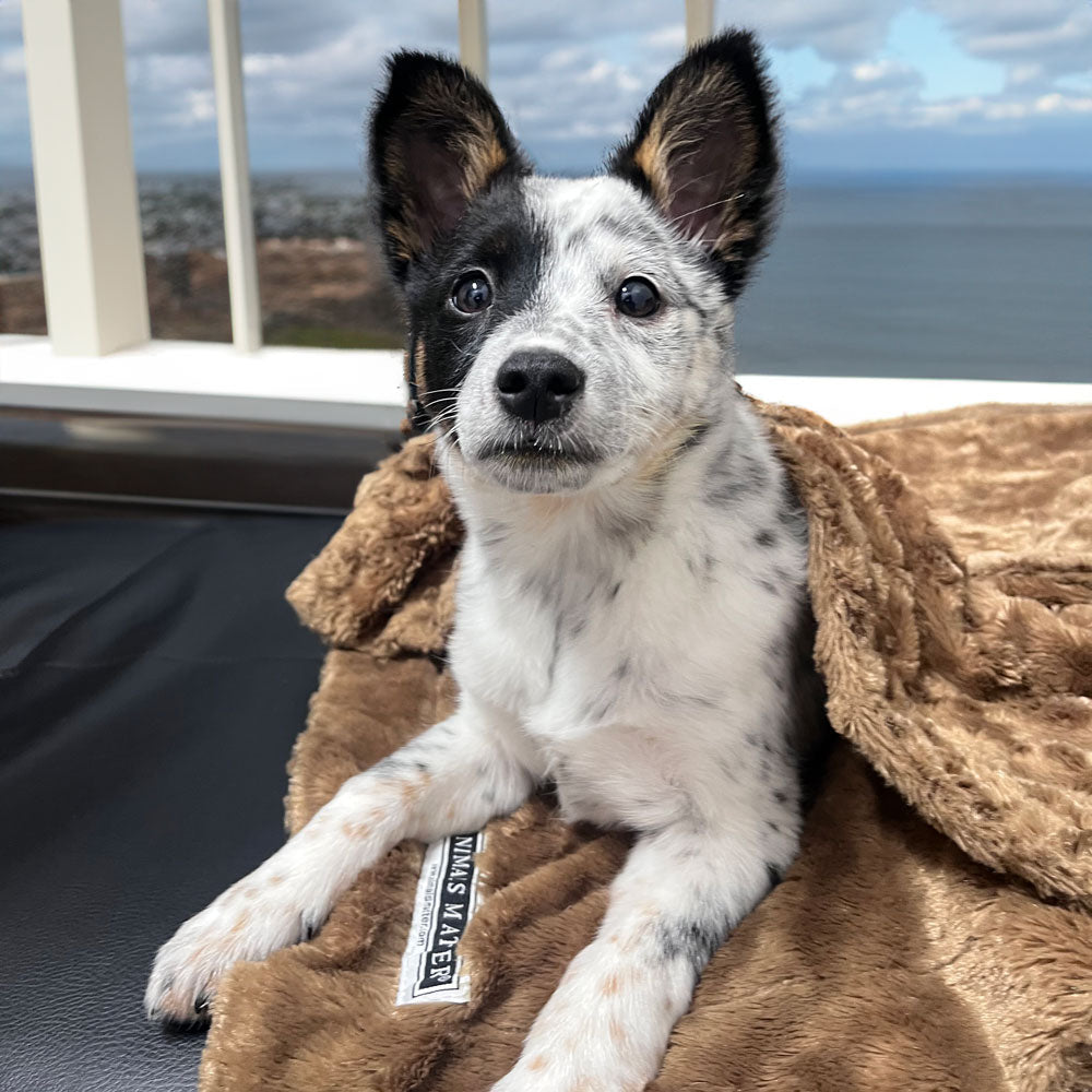 Psyllium Husk for Dogs: Science-Based Benefits, Dosage and Use