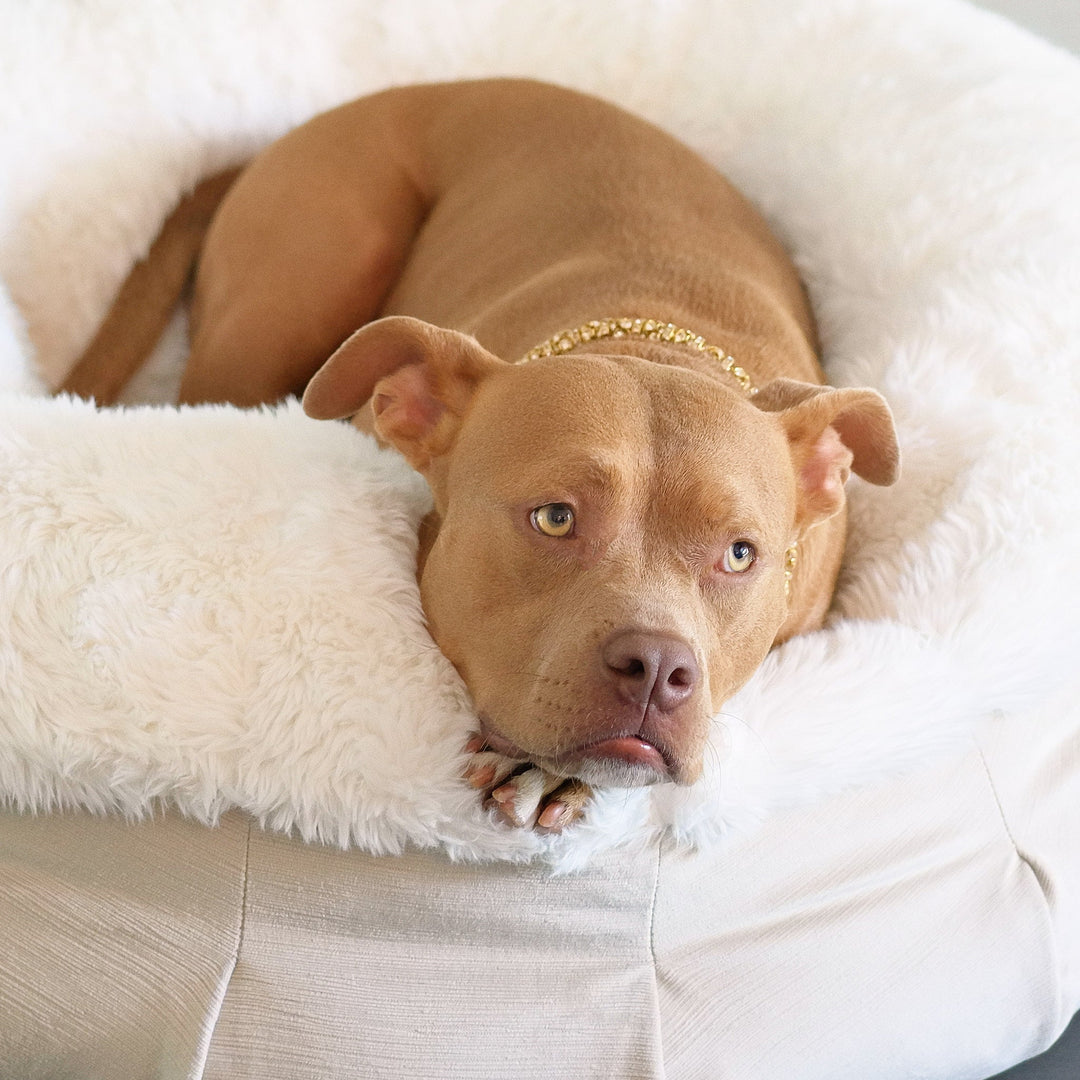 Roxy resting on the "NEW: Roxy Ortho Puff® Companion-Pedic® Luxury Dog Bed"