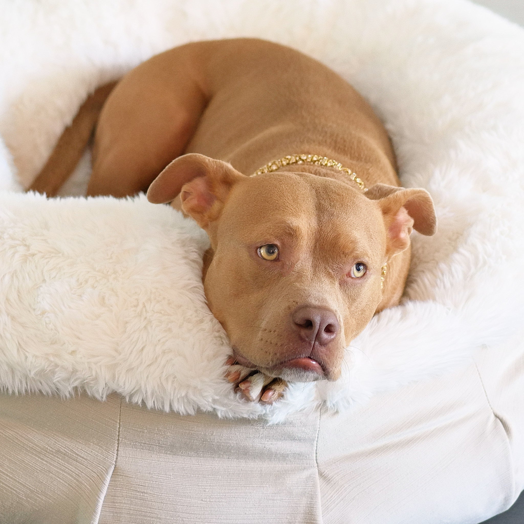 Roxy resting on the "NEW: Roxy Ortho Puff® Companion-Pedic® Luxury Dog Bed"