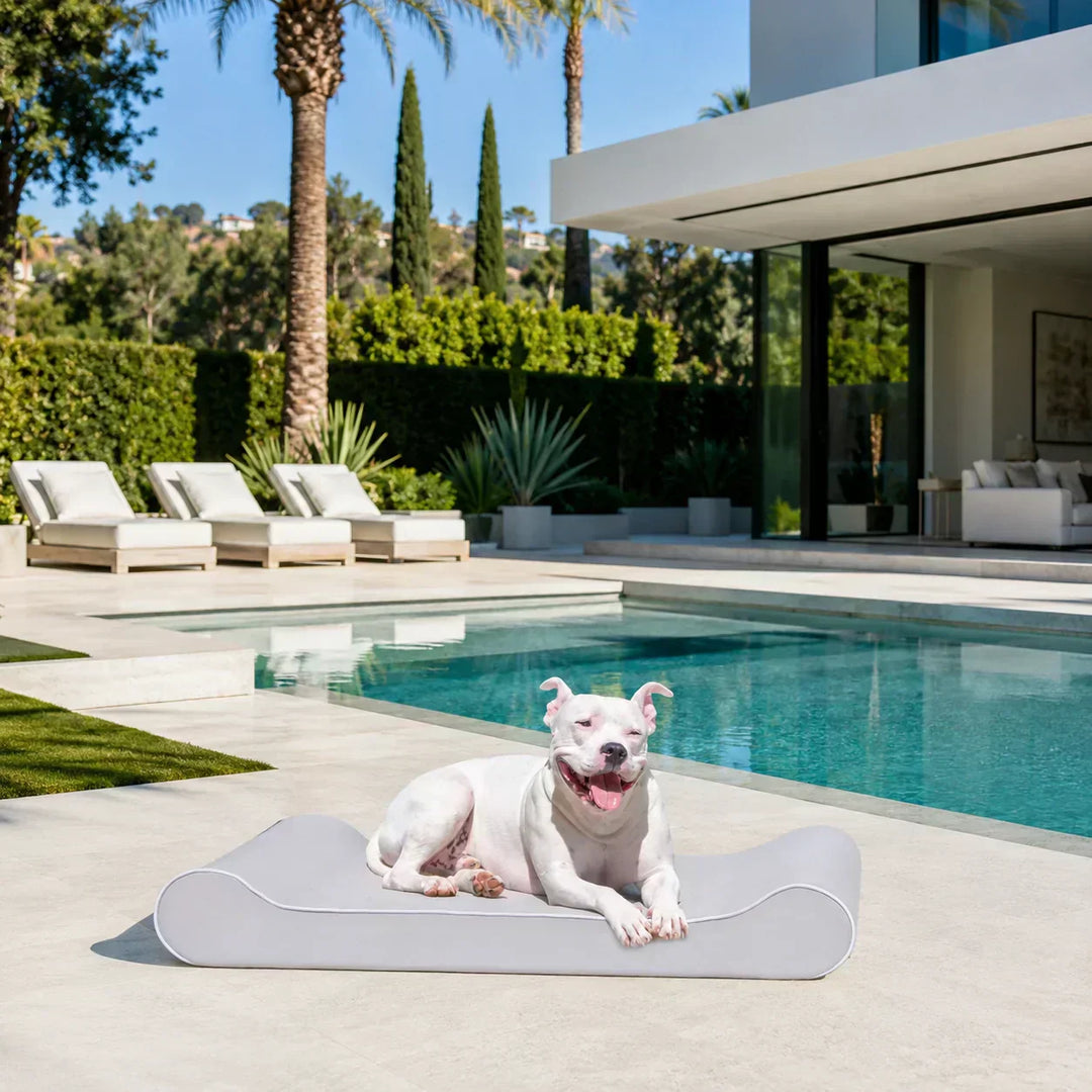 A picture of Hudson enjoying the poolside on his new Raine Outdoor Ortho Companion-Pedic® Contour Lounger™ with Waterproof Cover in gray 