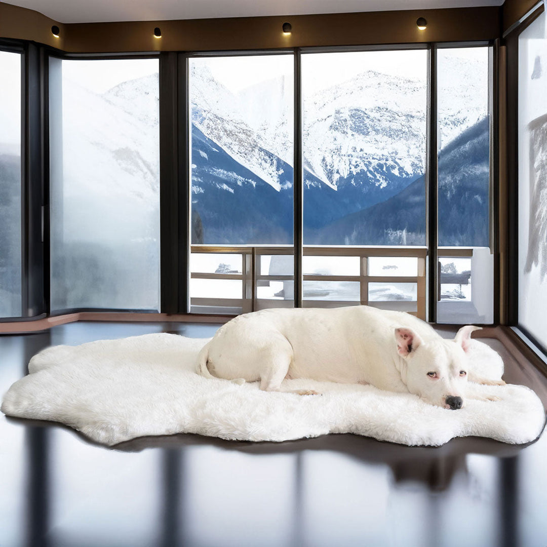 Hudson relaxing on the NEW: Roxy Ortho Puff Companion-Pedic Luxury Dog Bed Rug by Animals Matter 