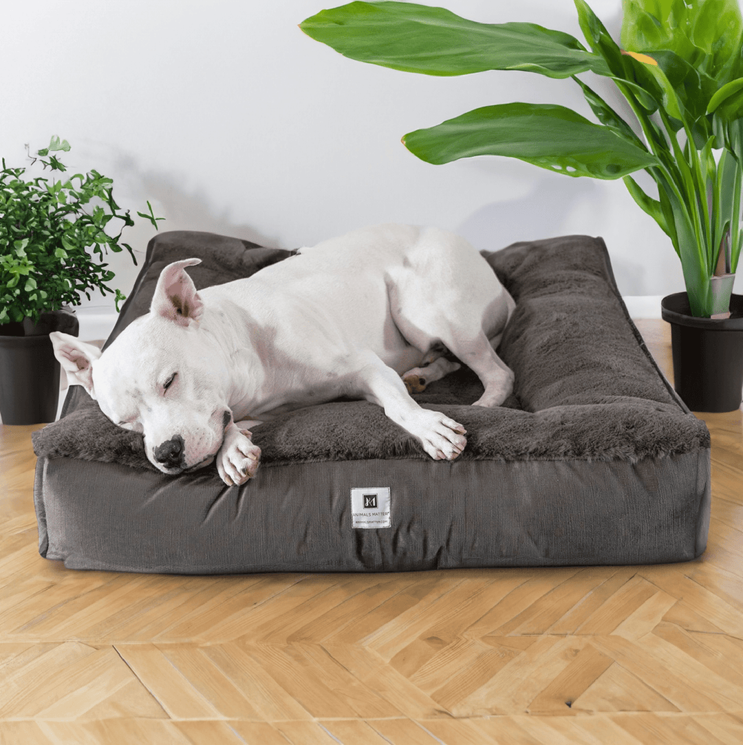 Orthopedic Square Dog Beds: The Ultimate Blend of Luxury, Comfort, and Support - Animals Matter, Inc.