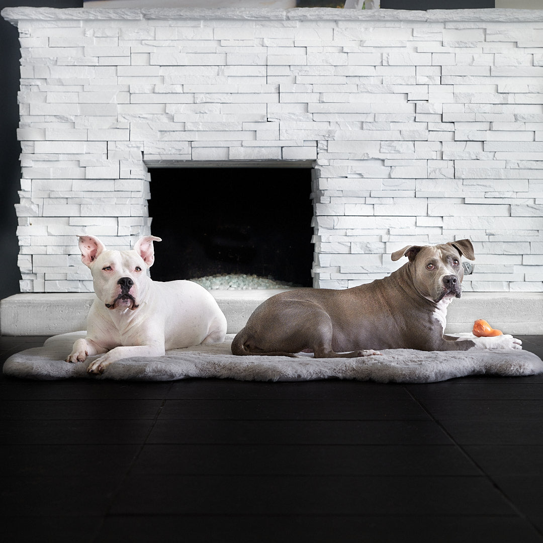 Why Do Dogs Sleep on the Floor Instead of their Dog Beds? - Animals Matter, Inc.