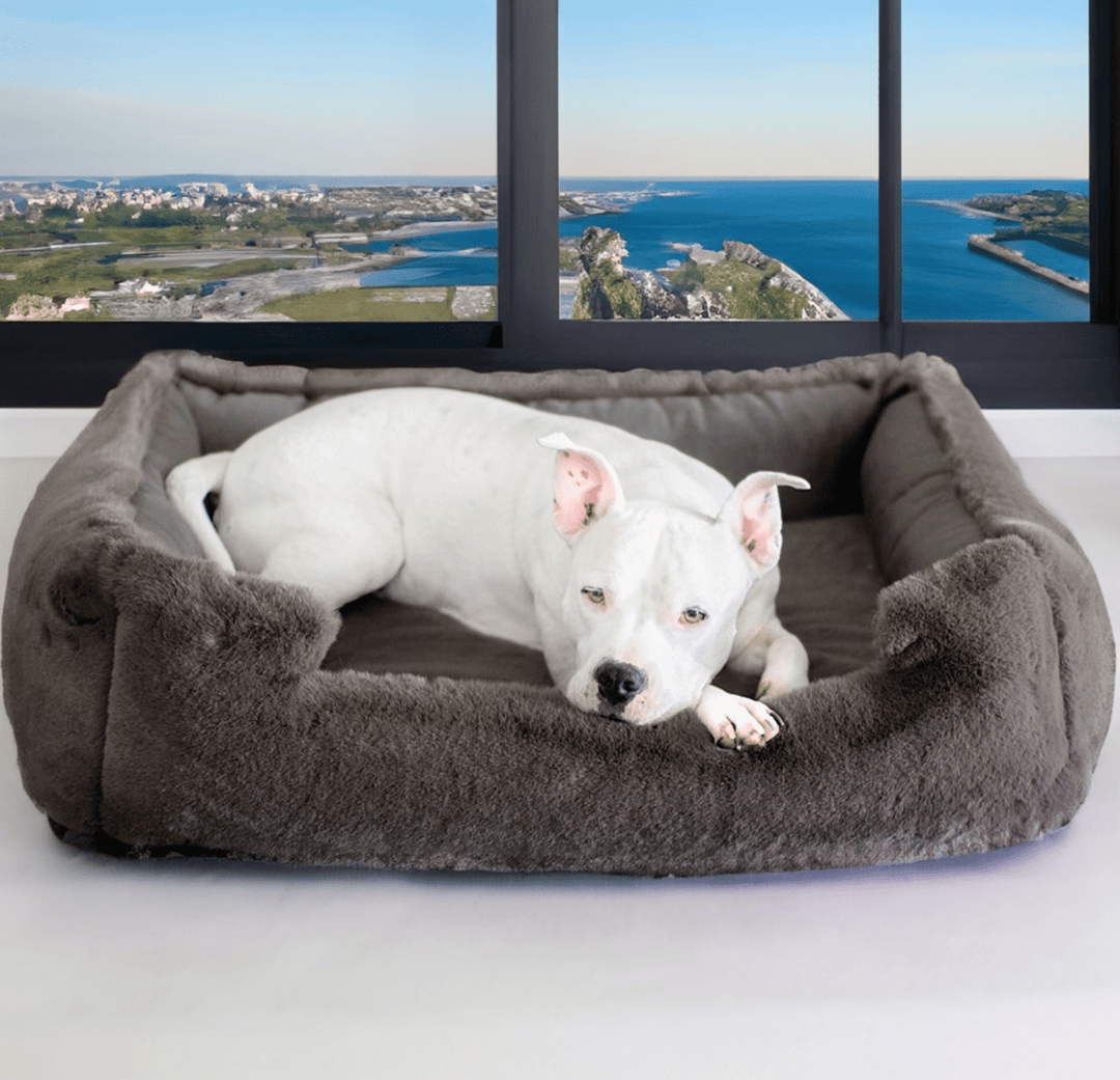 The Best Beds for Arthritic Dogs: Comfort and Support for Your Furry Companion - Animals Matter, Inc.