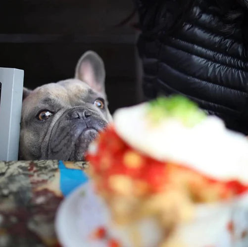 Six Things You Should Never Feed Your Dog - Animals Matter, Inc.