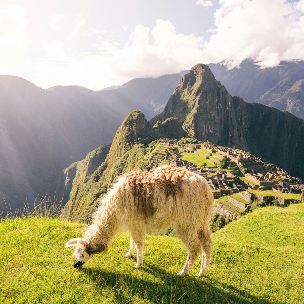 Tails of Celebration: Working Dogs of the Lares Trek, A Silent Partnership  In Peru - Animals Matter, Inc.