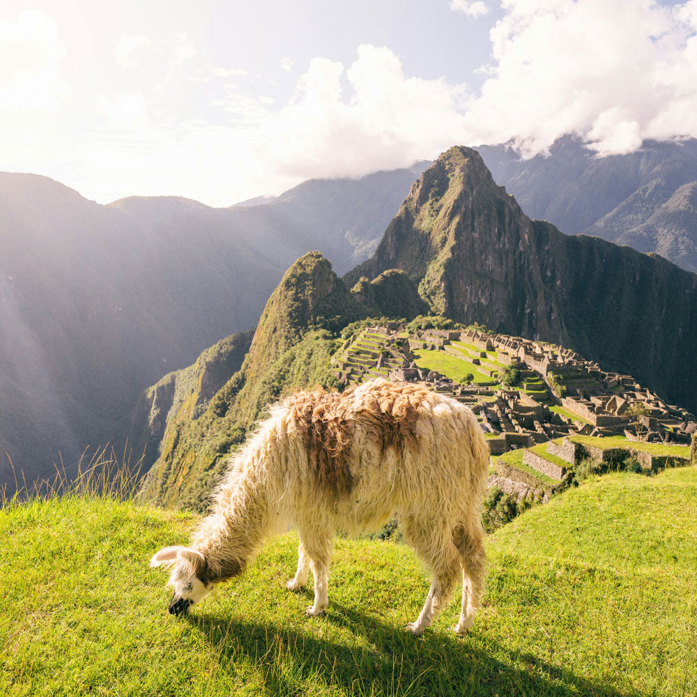 A Picture of a Llama in the Andes Mountain Range in Peru