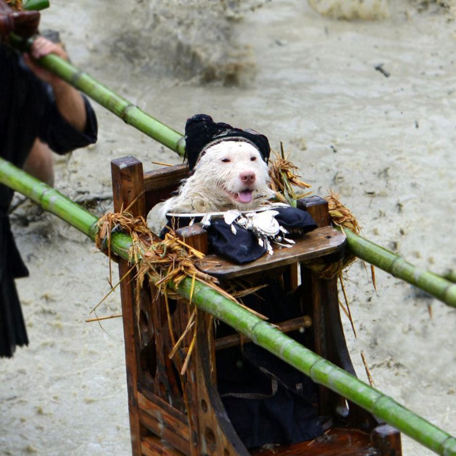 A picture ai generated based on other images taken by participants of the dog carrying festival 