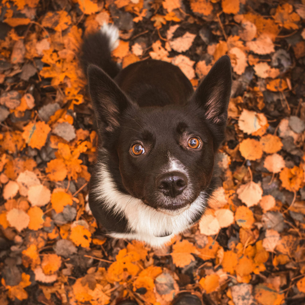 A picture of a beautiful dog with autumn leaves and colors around him  