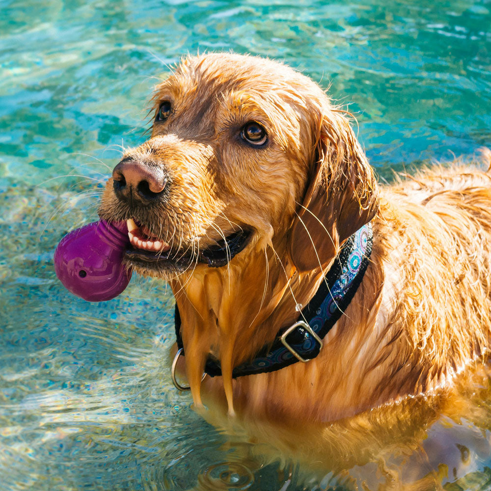 A lab with a toy inside the pool having an incredibly fun time 