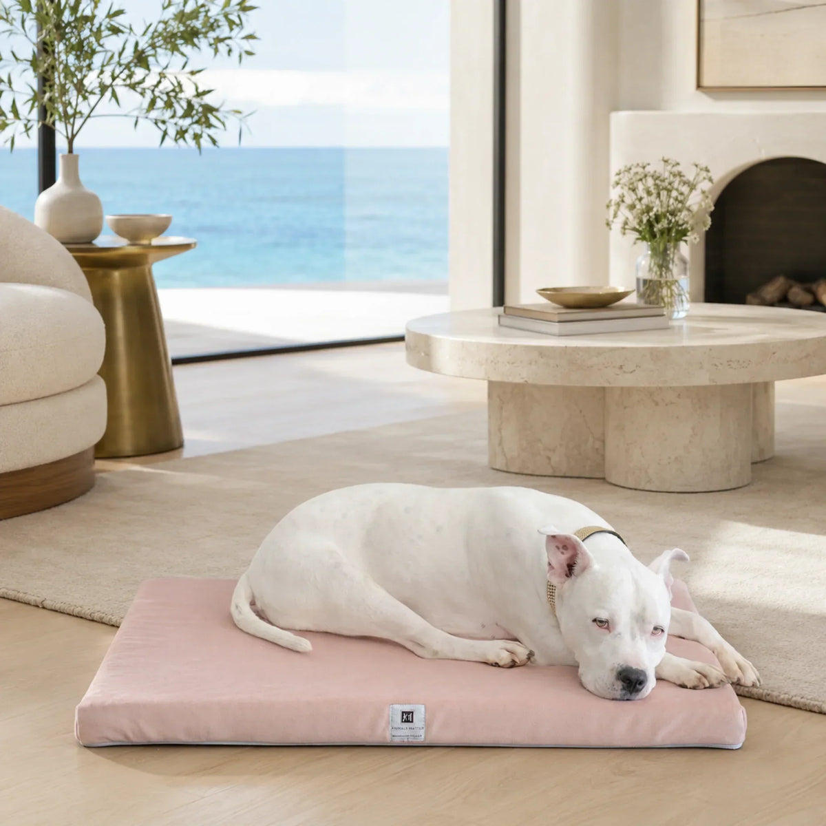 White dog resting on an Ali Jewel Waterproof Companion-Pedic Latex Crate Pad in Ice Pink in a sunlit living room.