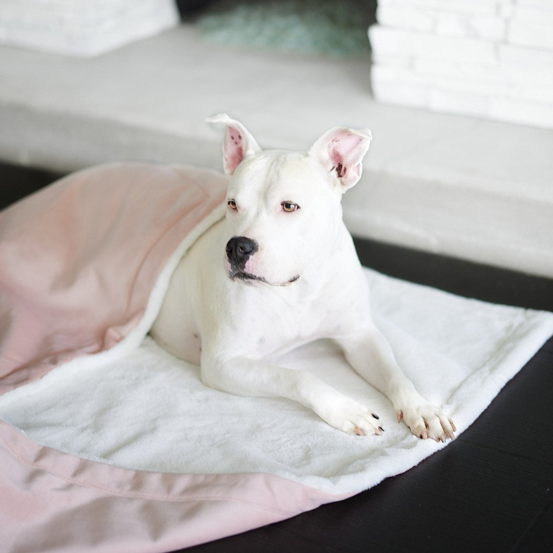 Hudson relaxing with his Ali Jewel® Luxury Dog Blanket