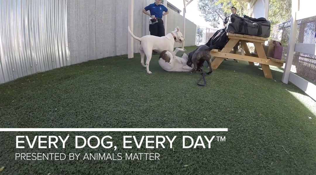 Animals Matter X Dogs Playing For Life - Animals Matter, Inc.