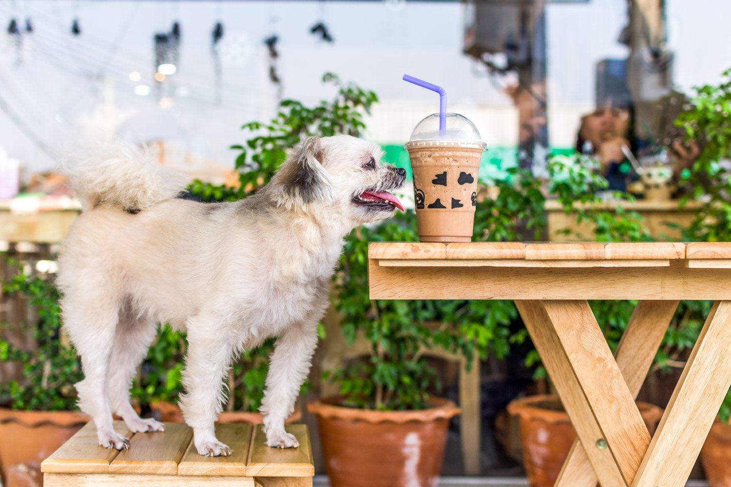 Best dog-friendly patios in California - Animals Matter, Inc.