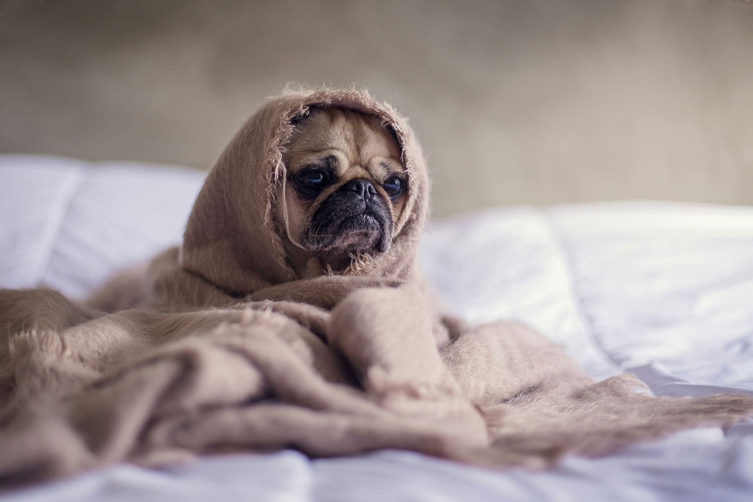 A picture of a pug wrapped as a burrito 