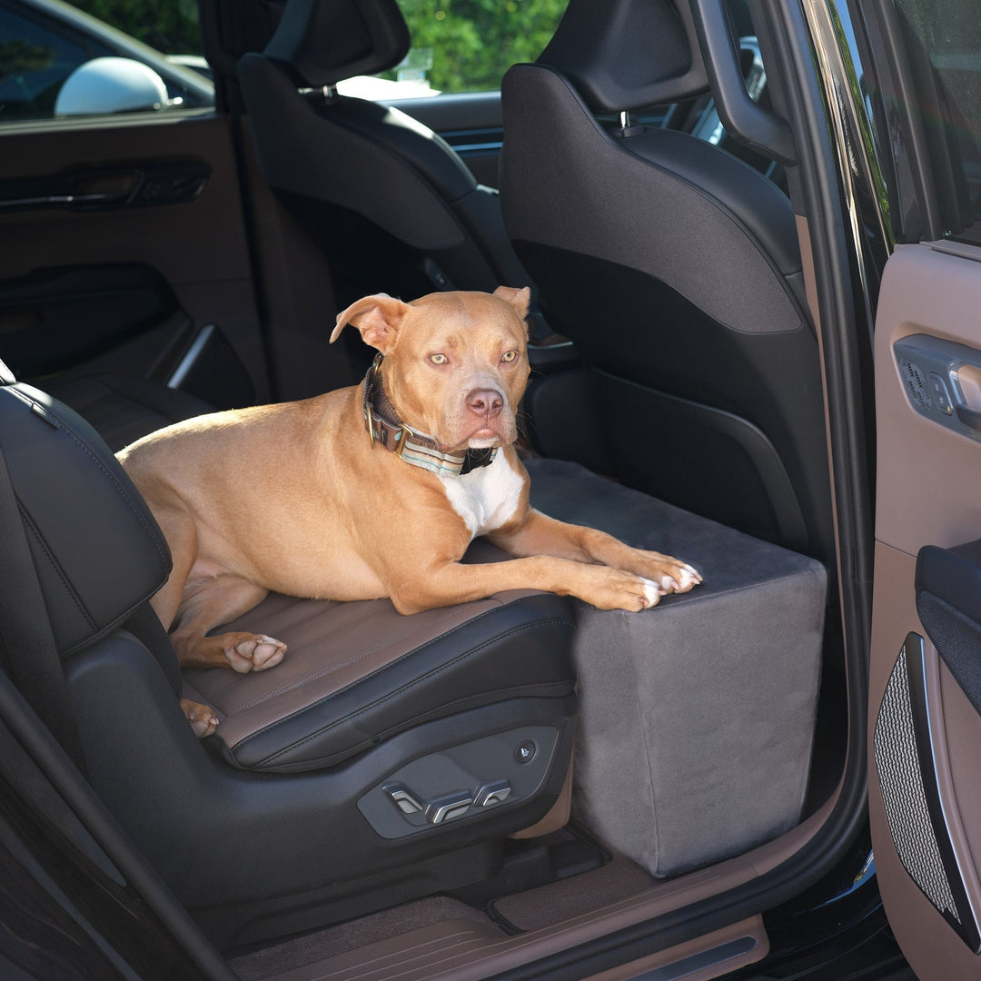 A picture of Roxy enjoying her new Animals Matter Backseat Extender for Dogs.