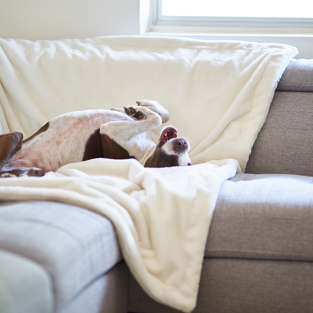 Stay Dry: The Best Waterproof Dog Blankets of 2026 - Animals Matter, Inc.