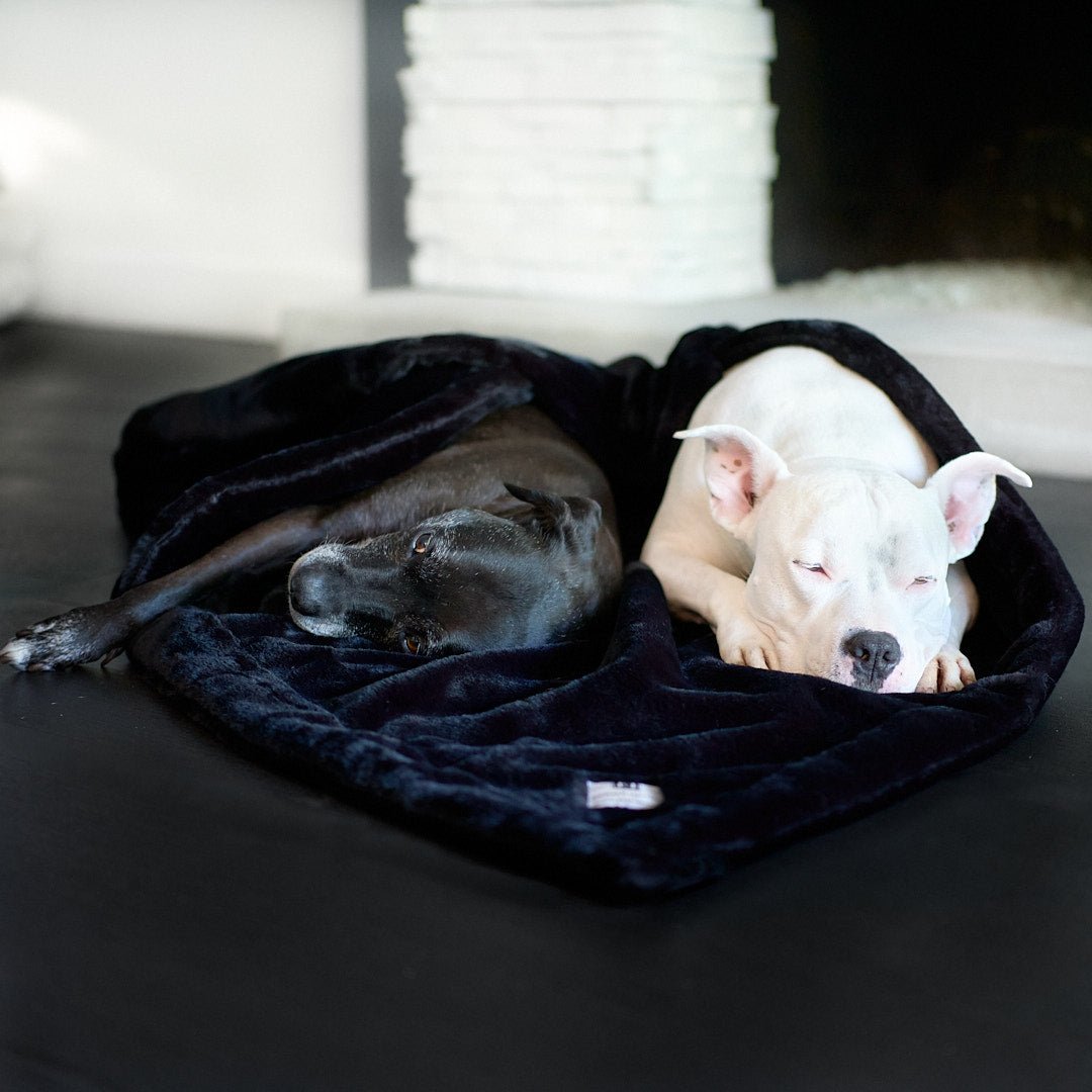 Dogs best sale love blankets