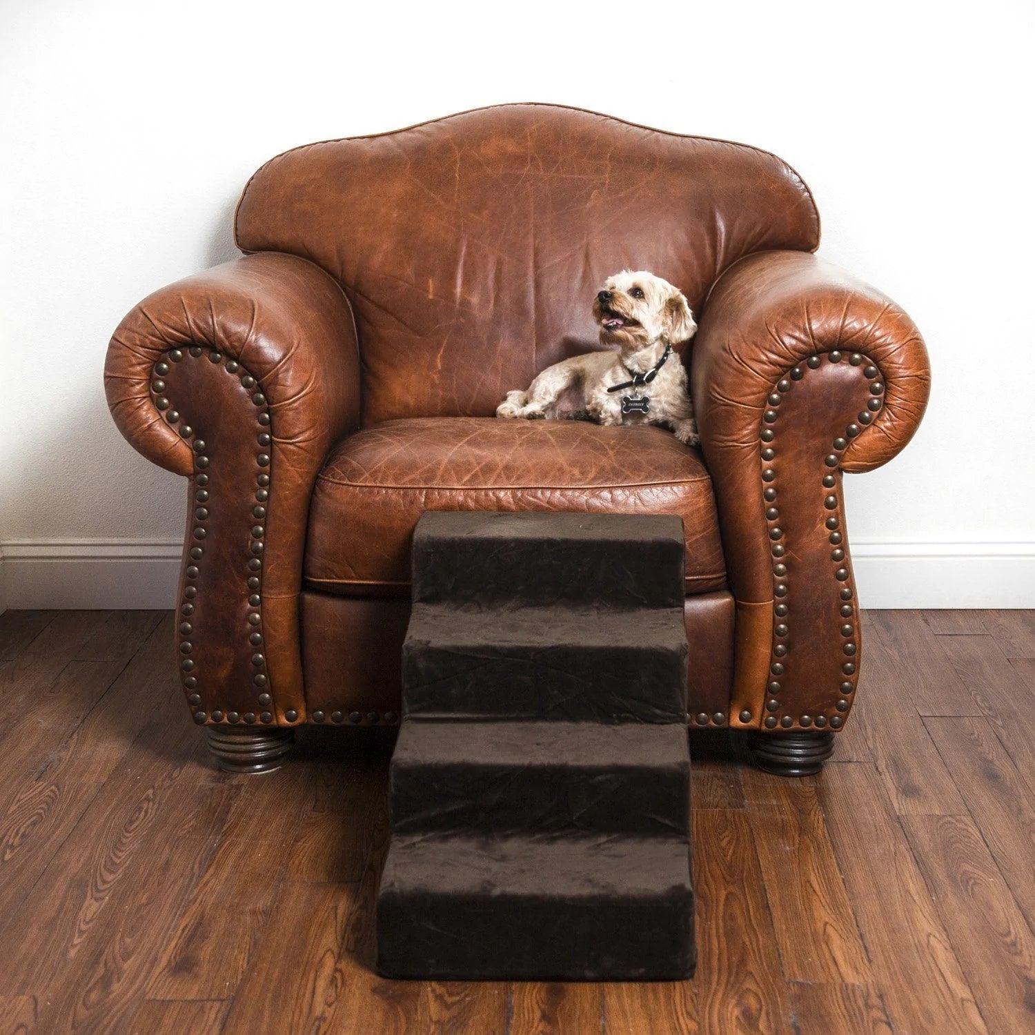 How Do You Know if Your Dog Really Needs Dog Stairs or Dog Ramps