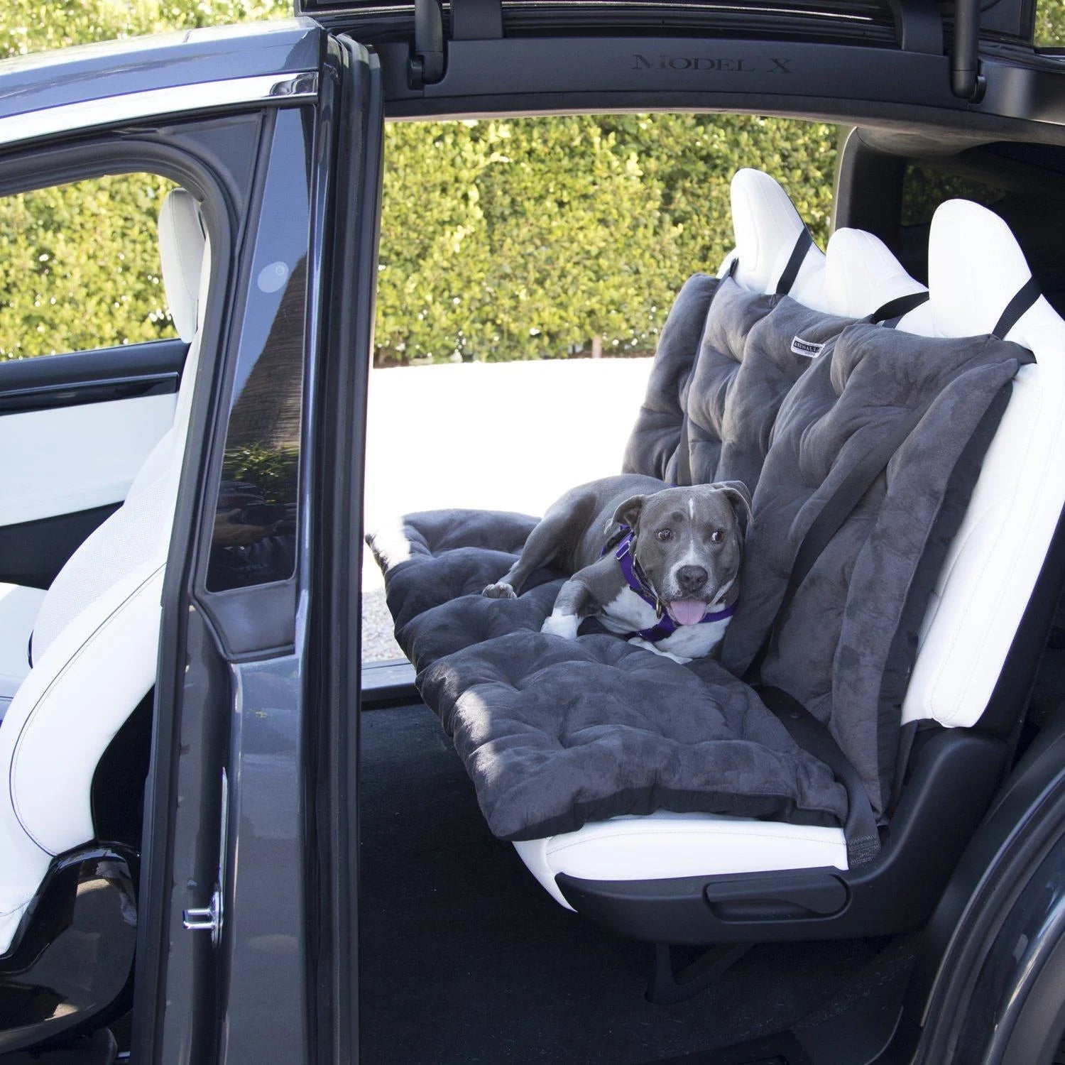 Dog Carsickness: Do Dogs Actually Get Carsick? - Animals Matter, Inc.