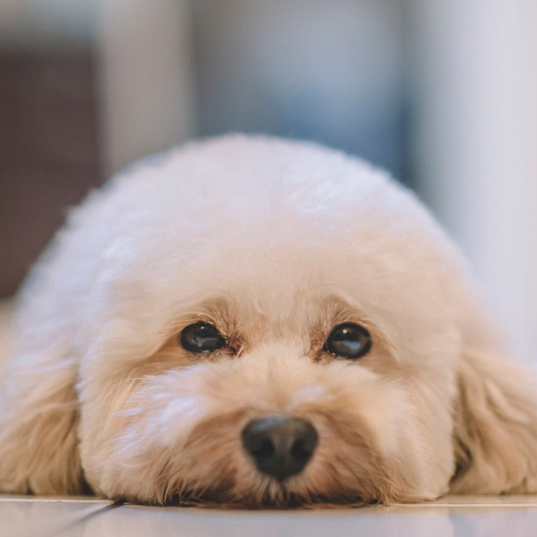 Dog Science Series: How to Identify and Help a Depressed Dog - Animals Matter, Inc.