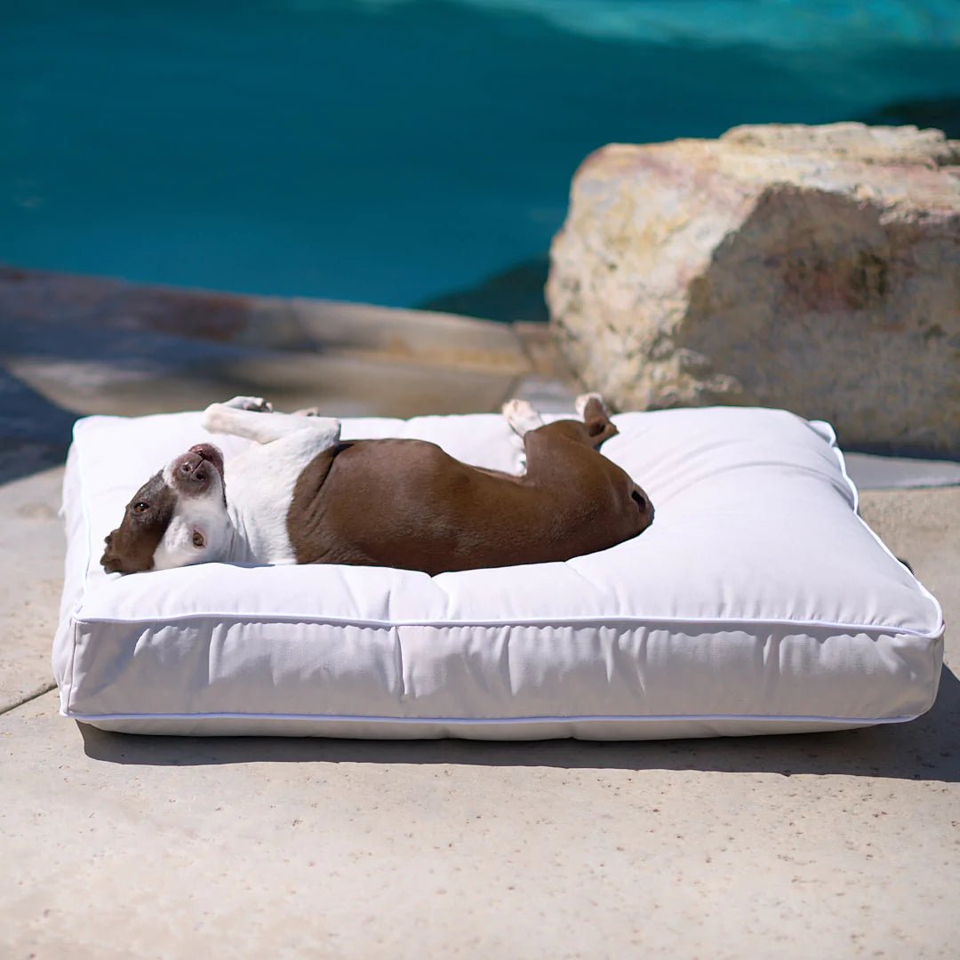 Treat a hotsell dog bed