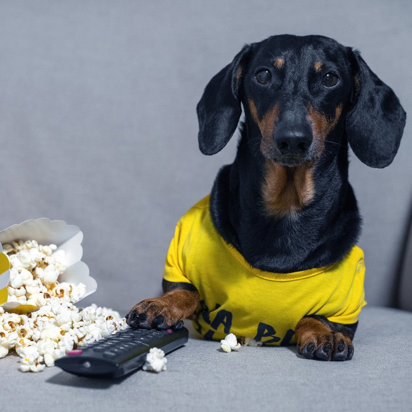 Dog Science Series: Is Your Dog Actually Watching TV? - Animals Matter, Inc.