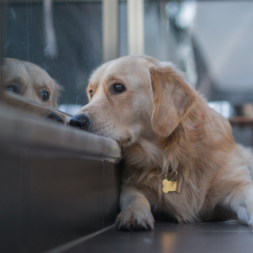 Dog Science Series: What Are the Signs of Depression in Dogs? - Animals Matter, Inc.