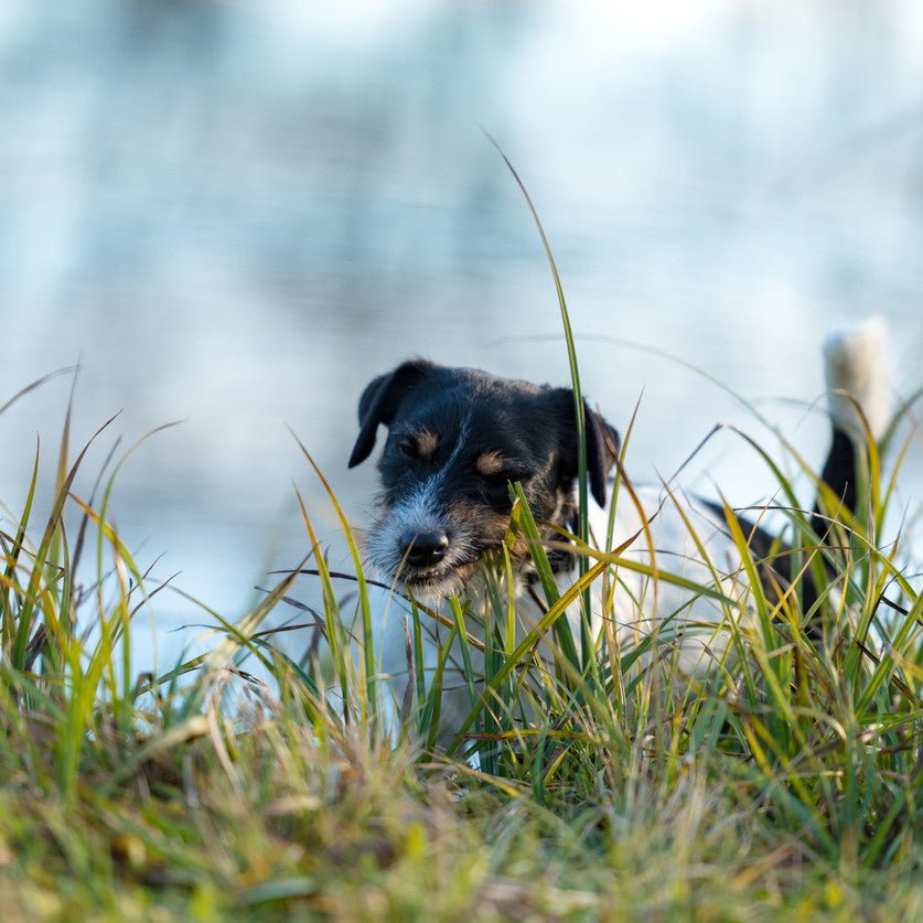 Dog Science Series: Why Do Dogs Actually Eat Grass? - Animals Matter, Inc.