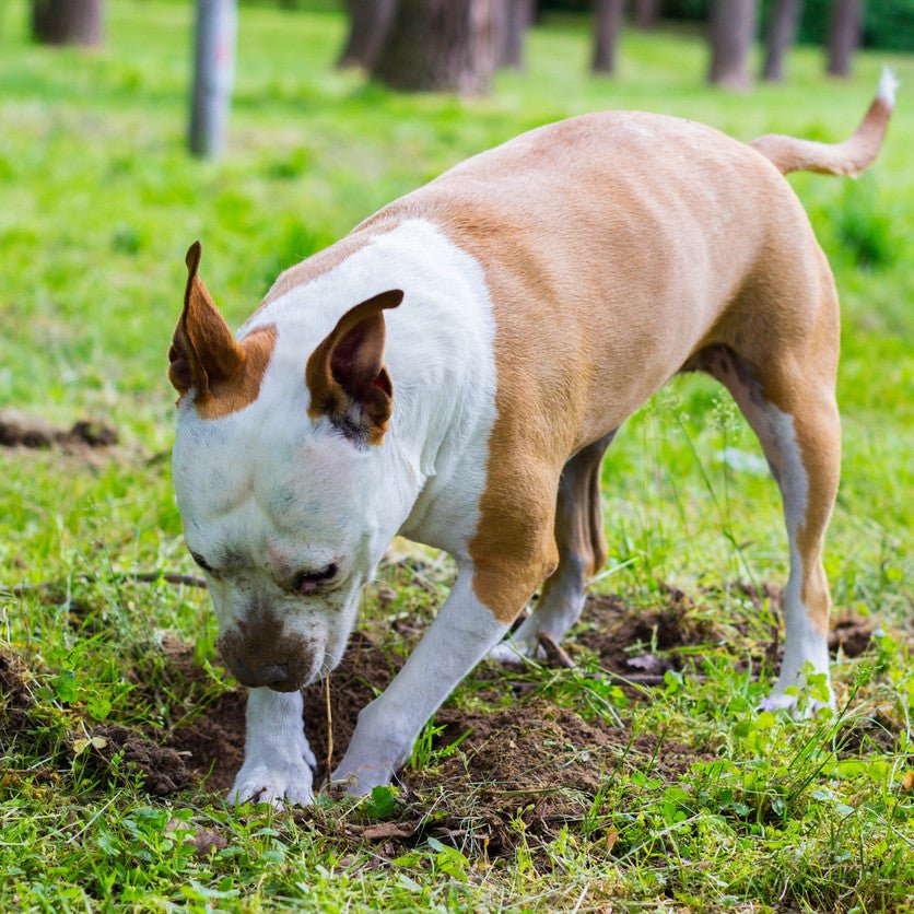 Dog Science Series: Why Do Dogs Bury Their Toys and Treats? - Animals Matter, Inc.