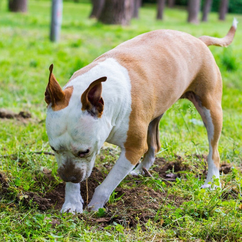 Dog Science Series: Why Do Dogs Bury Their Toys and Treats? - Animals Matter, Inc.