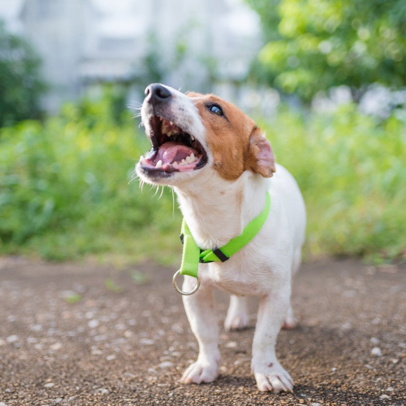 Dog Science Series: Why Do Dogs Chase Garbage Trucks? - Animals Matter, Inc.