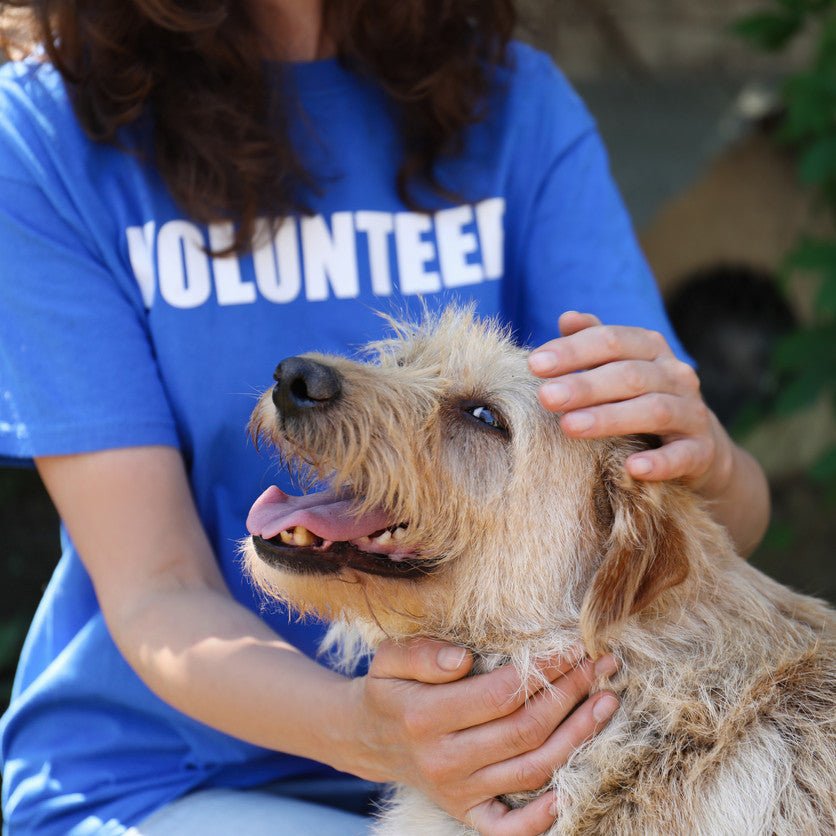 Dog Volunteering Opportunities: 10 Ways to Help Dogs in Your Community - Animals Matter, Inc.