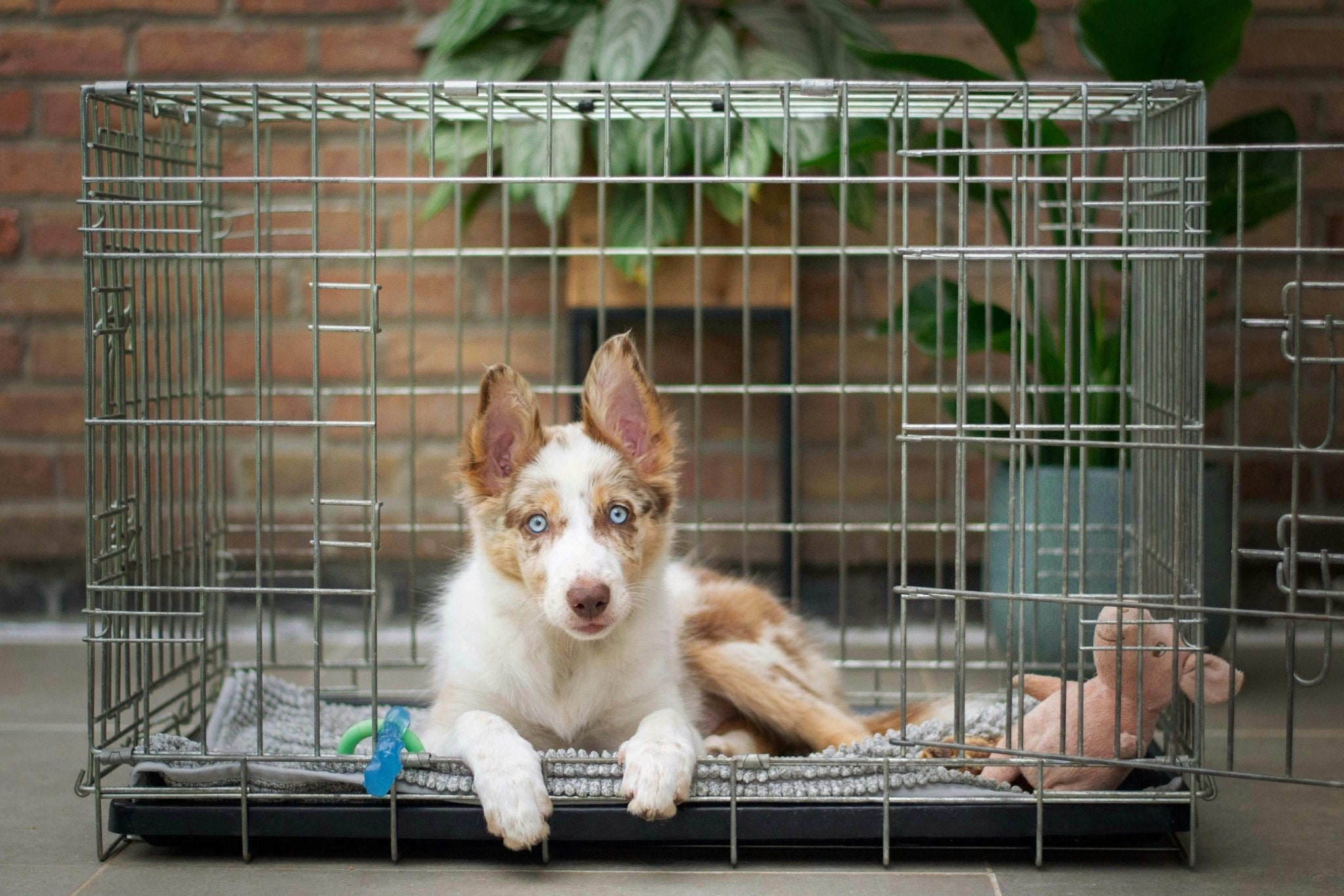 Mastering Crate Training a Dog: Tips and Benefits - Animals Matter, Inc.