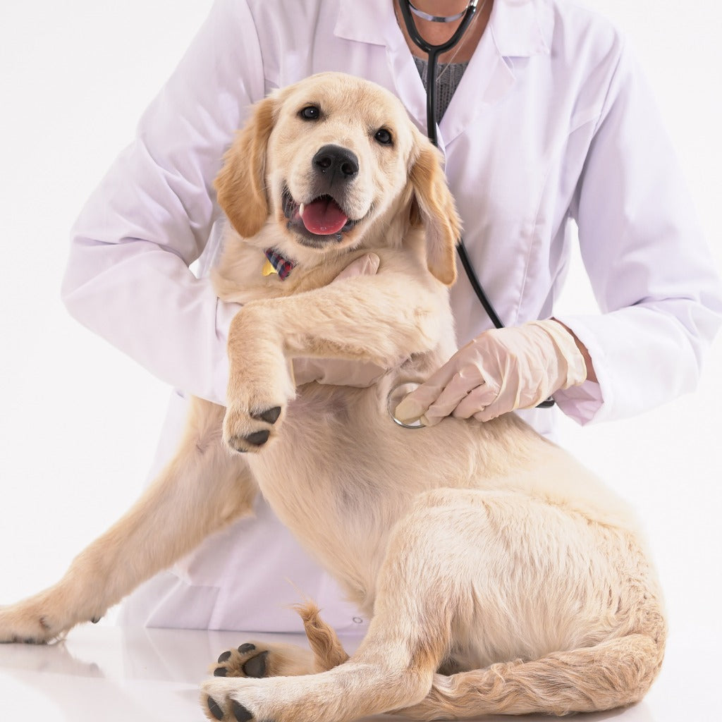 a picture of a dog at the vet. luckily he has pet insurance.