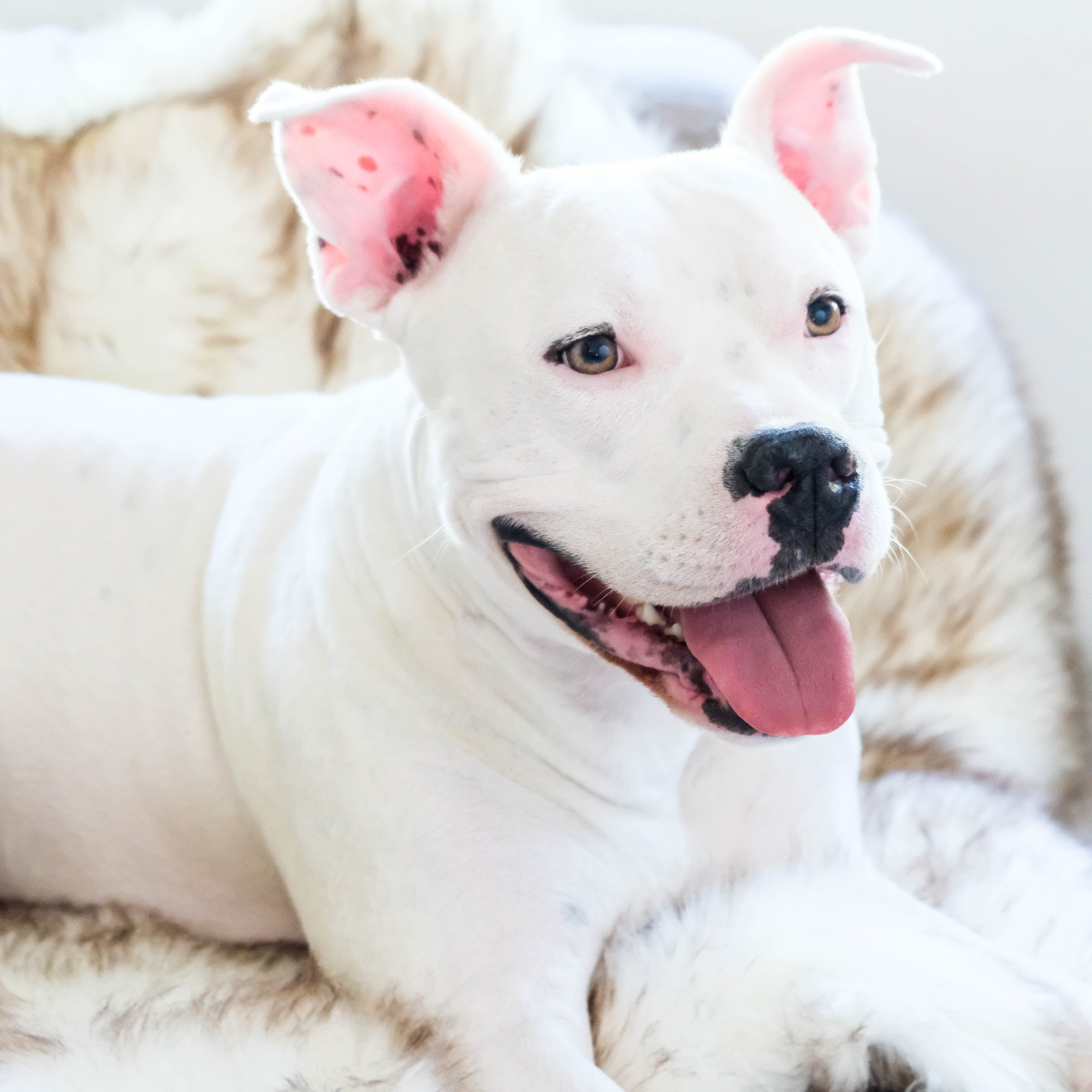 A picture of Hudson with his Animals Matter Faux Fur Shag Blanket