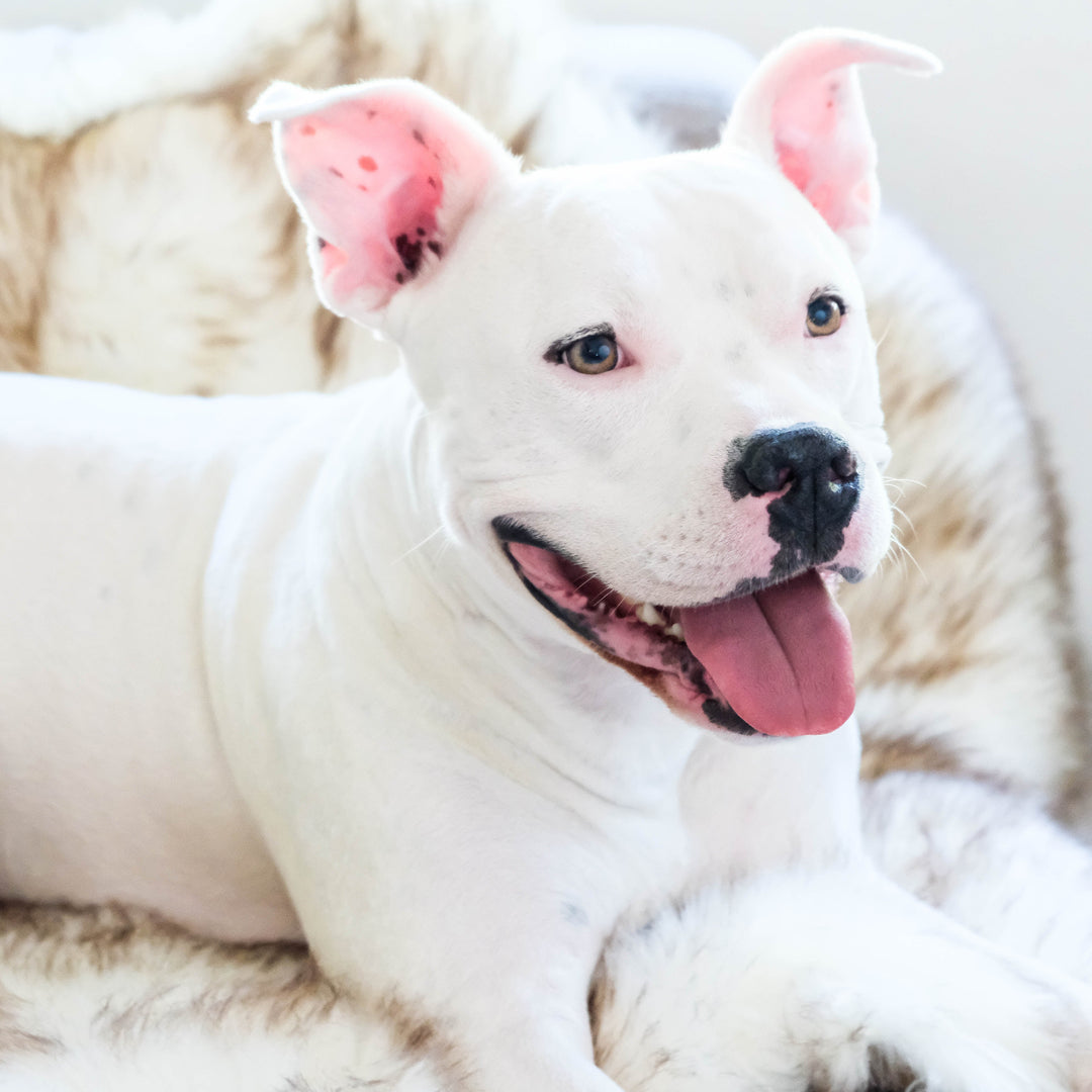 A picture of Hudson with his Animals Matter Faux Fur Shag Blanket