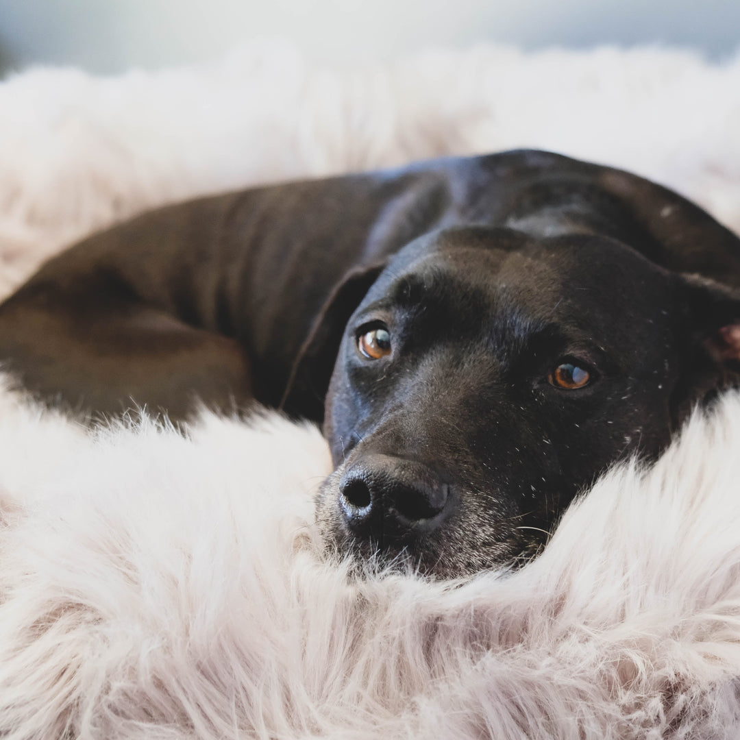 Pearl relaxing on her favorite orthopedic dog bed 