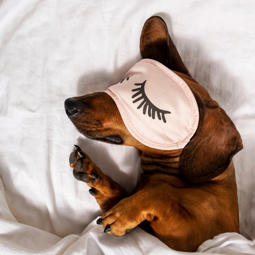 Hudson on the animals matter luxury waterproof dog blanket
