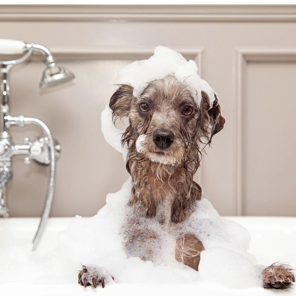 Organic Dog Shampoo: Everything You Need To Know - Animals Matter, Inc.