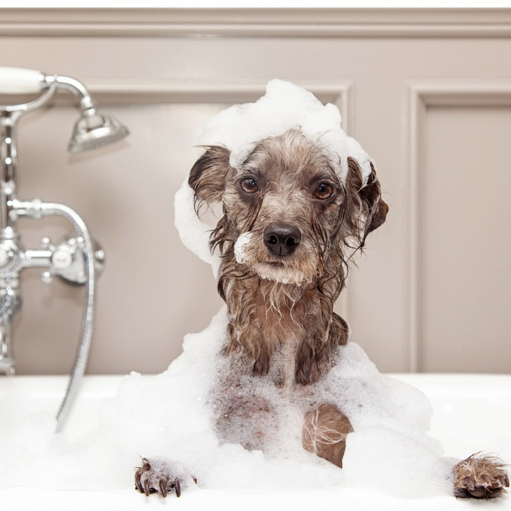Organic Dog Shampoo: Everything You Need To Know