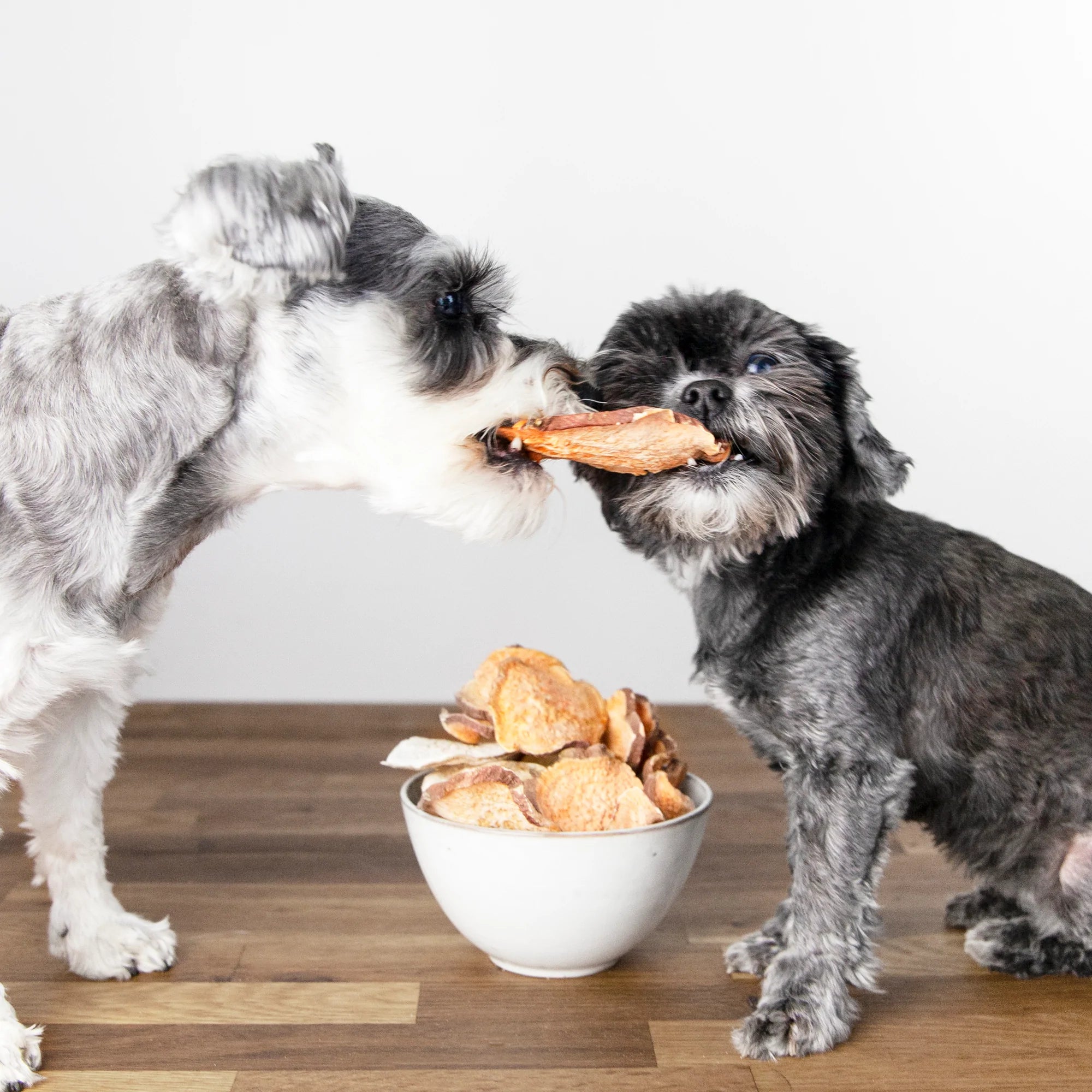 How Many Treats Can You Feed Your Dog Each Day? - Animals Matter, Inc.