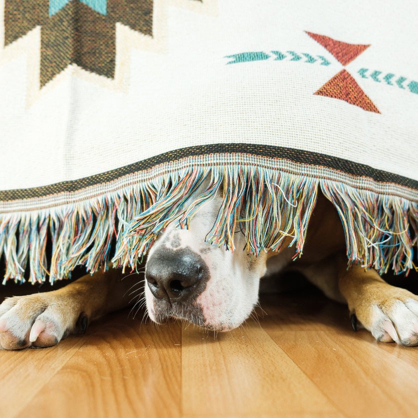 How to Comfort Your Dog During Thunderstorms - Animals Matter, Inc.